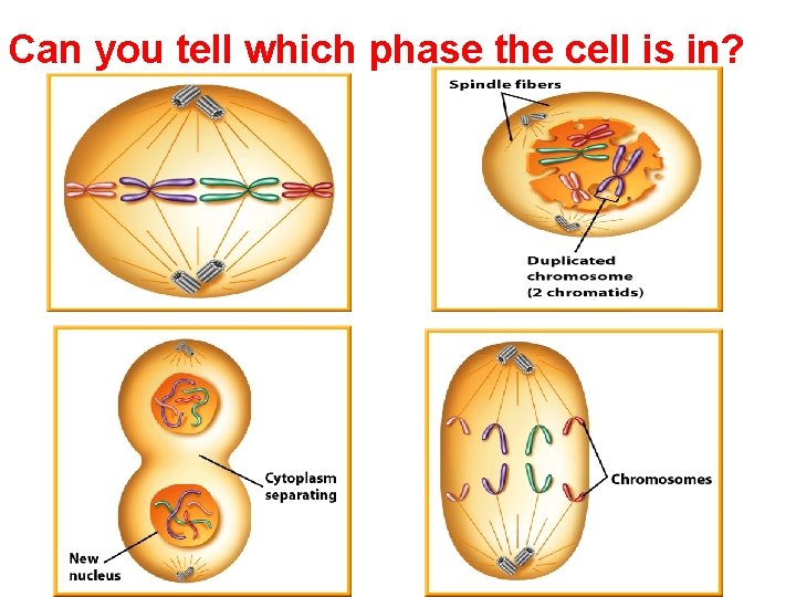 Can you tell which phase the cell is in? 