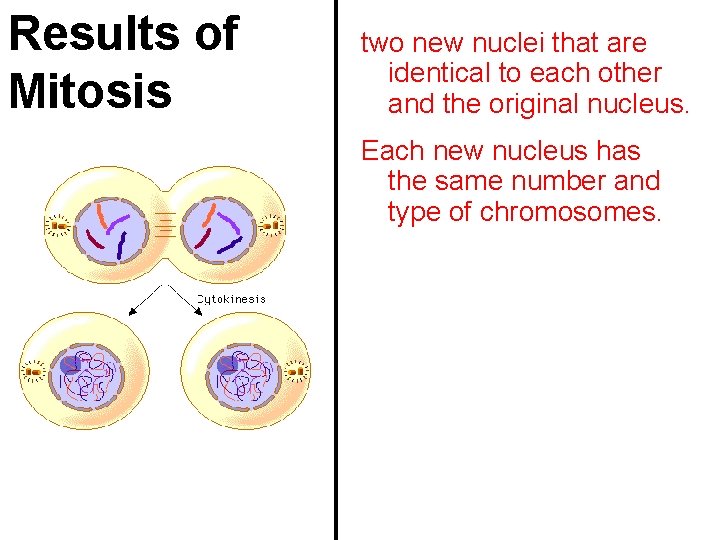 Results of Mitosis two new nuclei that are identical to each other and the
