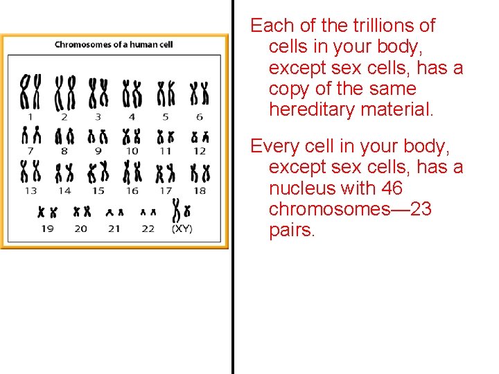 Each of the trillions of cells in your body, except sex cells, has a