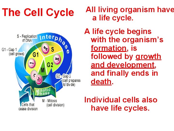 The Cell Cycle All living organism have a life cycle. A life cycle begins