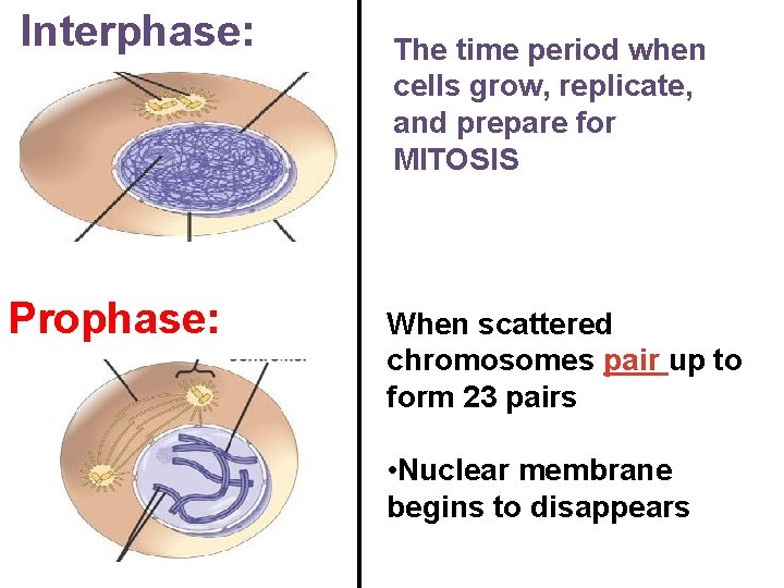 Interphase: Prophase: The time period when cells grow, replicate, and prepare for MITOSIS When