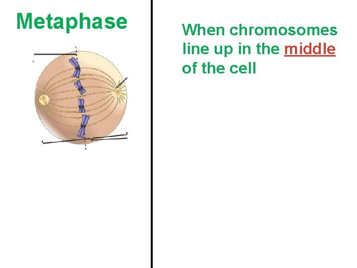 Metaphase When chromosomes line up in the middle of the cell 