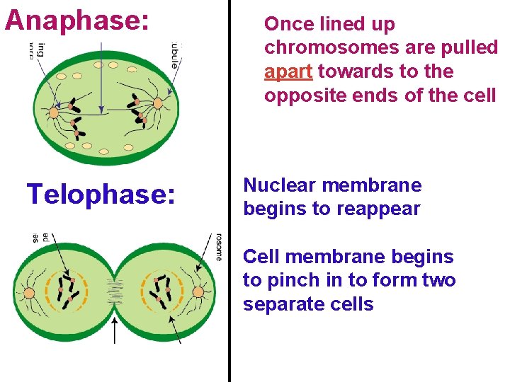Anaphase: Telophase: Once lined up chromosomes are pulled apart towards to the opposite ends
