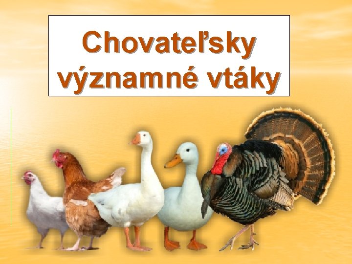 Chovateľsky významné vtáky 