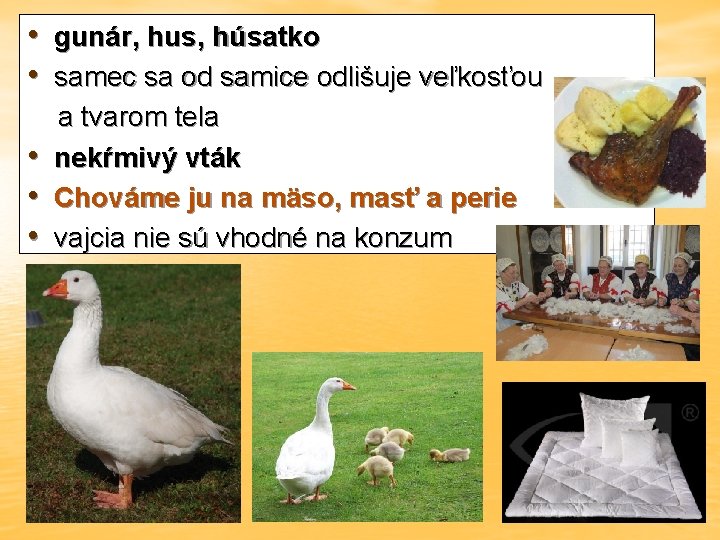  • gunár, hus, húsatko • samec sa od samice odlišuje veľkosťou • •