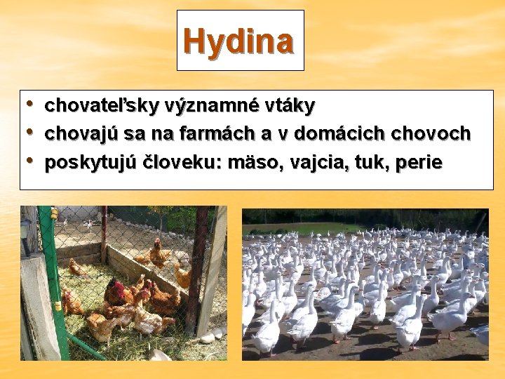 Hydina • • • chovateľsky významné vtáky chovajú sa na farmách a v domácich