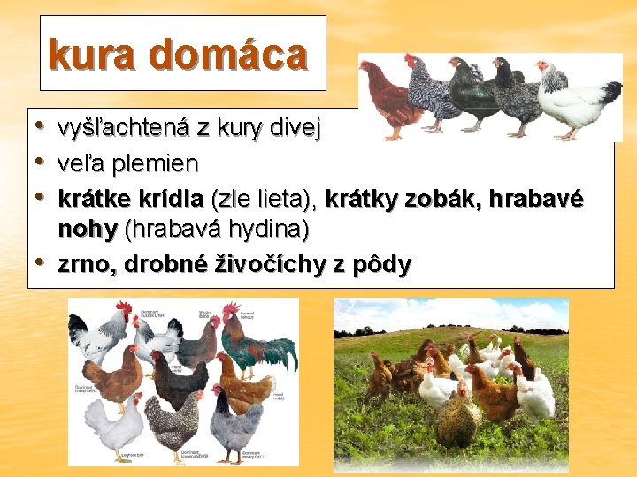 kura domáca • vyšľachtená z kury divej • veľa plemien • krátke krídla (zle