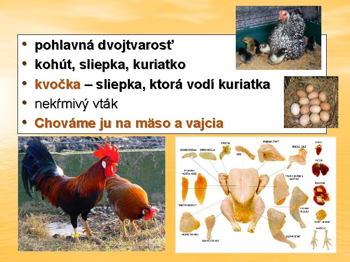  • • • pohlavná dvojtvarosť kohút, sliepka, kuriatko kvočka – sliepka, ktorá vodí