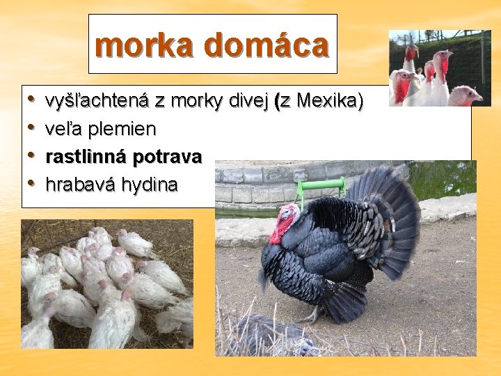 morka domáca • • vyšľachtená z morky divej (z Mexika) veľa plemien rastlinná potrava