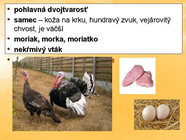  • pohlavná dvojtvarosť • samec – koža na krku, hundravý zvuk, vejárovitý •