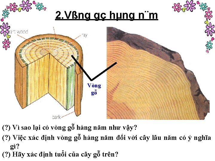 2. Vßng gç hµng n¨m Vòng gỗ (? ) Vì sao lại có vòng