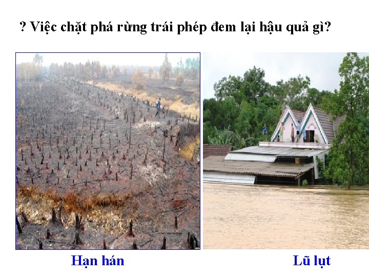 ? Việc chặt phá rừng trái phép đem lại hậu quả gì? Hạn hán