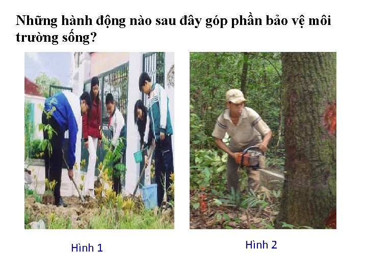 Những hành động nào sau đây góp phần bảo vệ môi trường sống? Hình