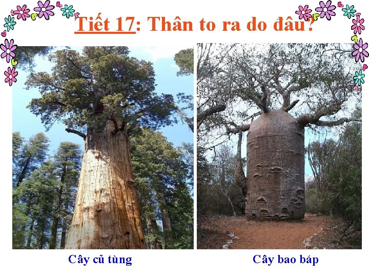 Tiết 17: Thân to ra do đâu? Cây củ tùng Cây bao báp 