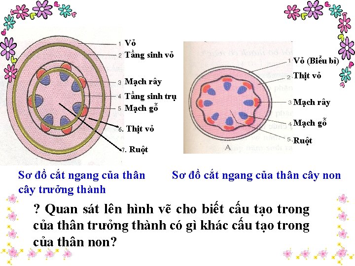 Vỏ Tầng sinh vỏ Thịt vỏ Mạch rây Tầng sinh trụ Mạch gỗ 6.