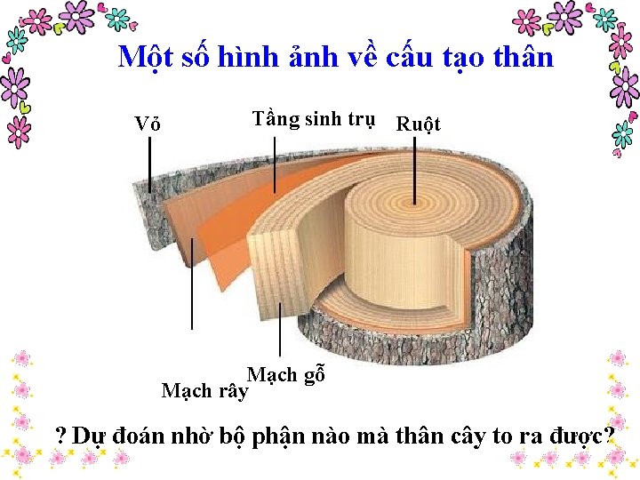 Một số hình ảnh về cấu tạo thân Tầng sinh trụ Ruột Vỏ Mạch