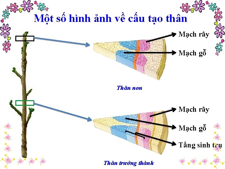 Một số hình ảnh về cấu tạo thân Mạch rây Mạch gỗ Thân non