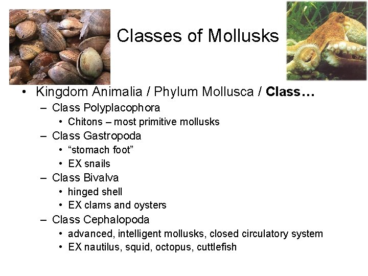 Classes of Mollusks • Kingdom Animalia / Phylum Mollusca / Class… – Class Polyplacophora