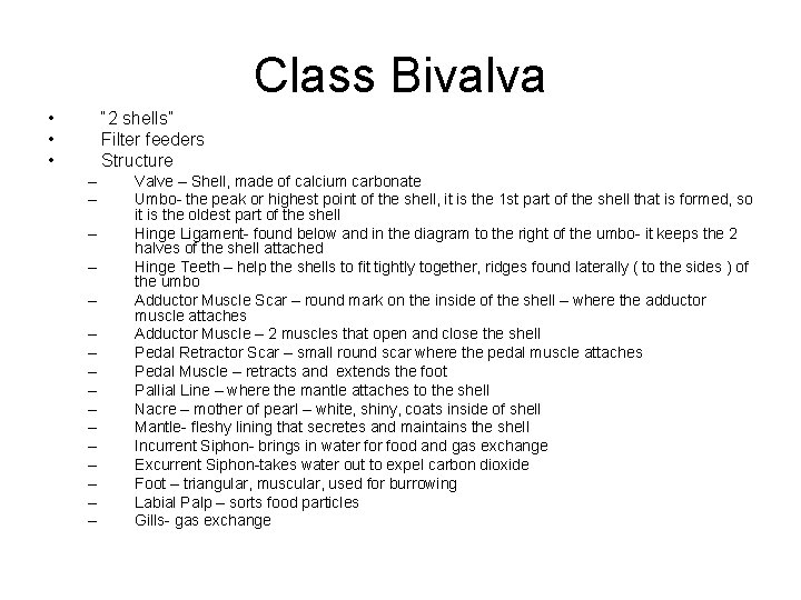 Class Bivalva • • • “ 2 shells” Filter feeders Structure – – –