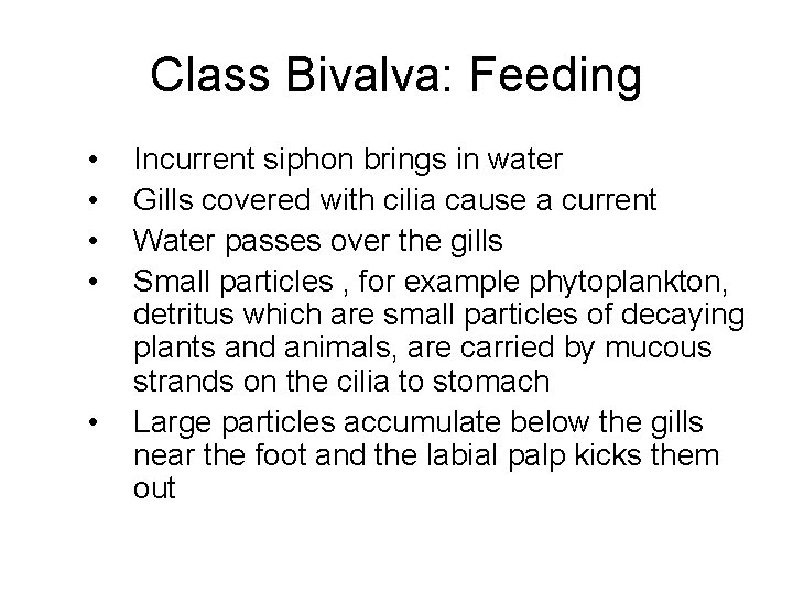 Class Bivalva: Feeding • • • Incurrent siphon brings in water Gills covered with