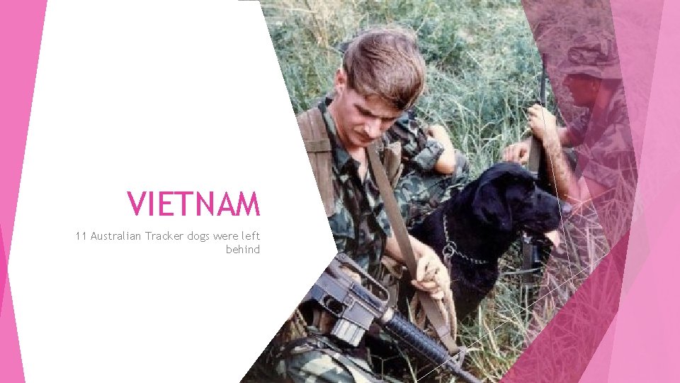 VIETNAM 11 Australian Tracker dogs were left behind 