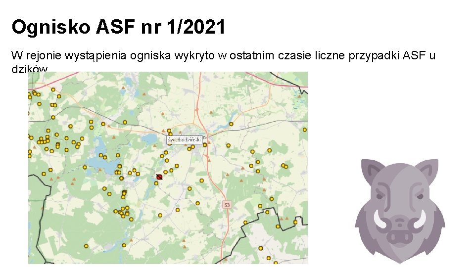 Ognisko ASF nr 1/2021 W rejonie wystąpienia ogniska wykryto w ostatnim czasie liczne przypadki