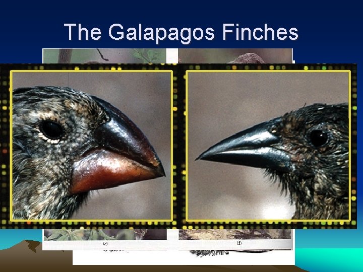 The Galapagos Finches • Darwin was fascinated by the species of Finches he observed