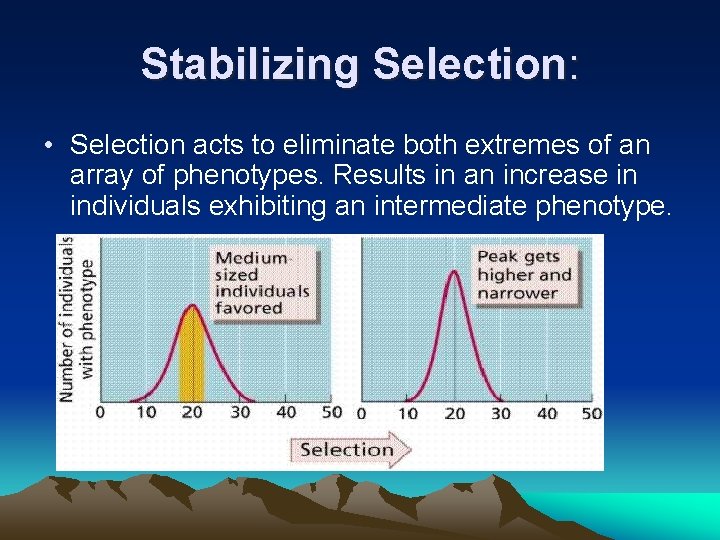Stabilizing Selection: • Selection acts to eliminate both extremes of an array of phenotypes.