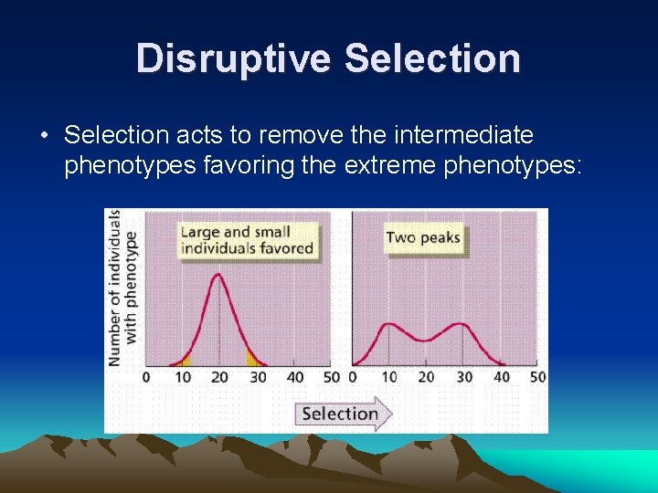 Disruptive Selection • Selection acts to remove the intermediate phenotypes favoring the extreme phenotypes: