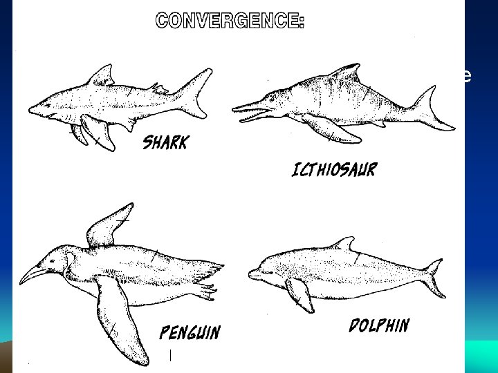 Convergence • Convergence occurs when species evolve into a common phentoypic form due to
