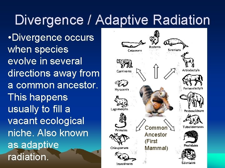 Divergence / Adaptive Radiation • Divergence occurs when species evolve in several directions away