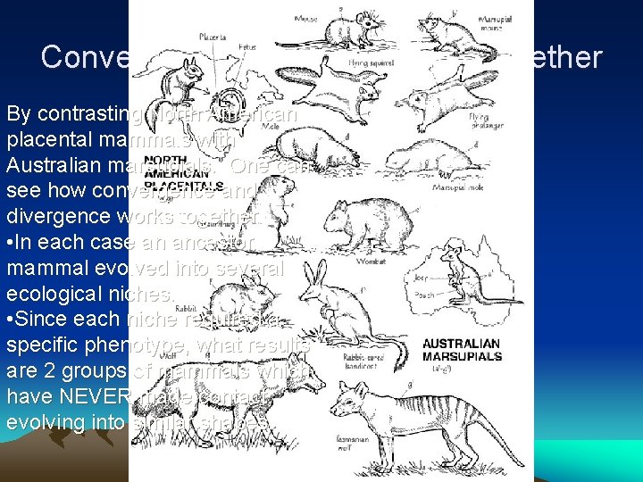 Convergence and Divergence Together By contrasting North American placental mammals with Australian marsupials. One