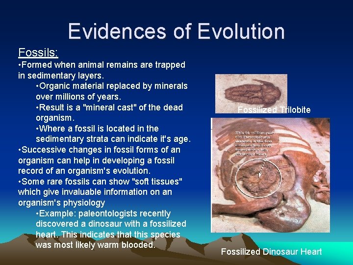 Evidences of Evolution Fossils: • Formed when animal remains are trapped in sedimentary layers.