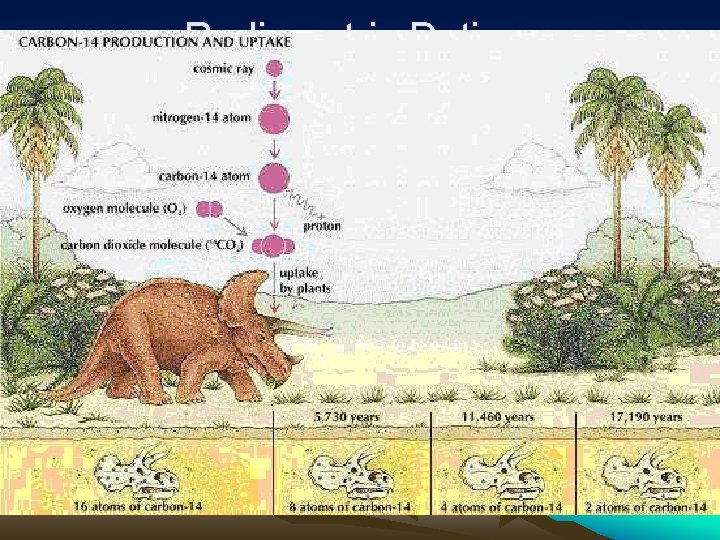 Radiometric Dating: • Based on the fact that radioactive materials decay at a fixed