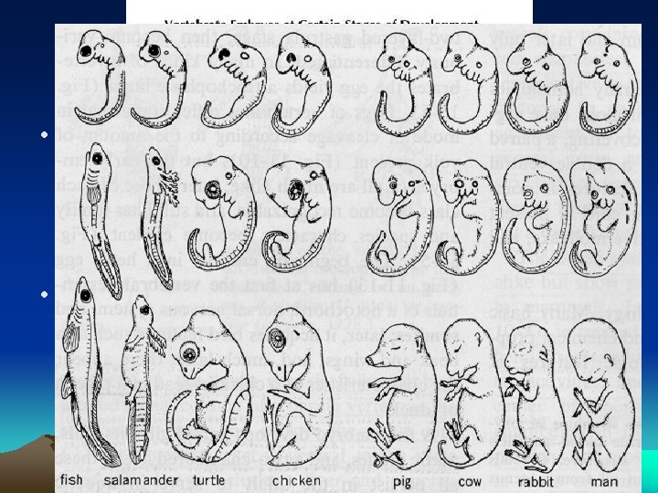 Similarities in Embryological Development • In early embryo development, it appears that embryos "play