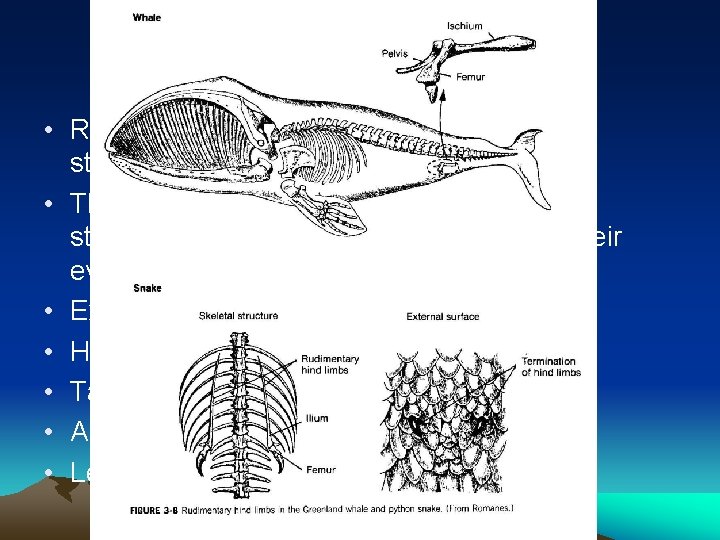 Vestigal Structures: • Refers to the fact that organisms have structures which are disused