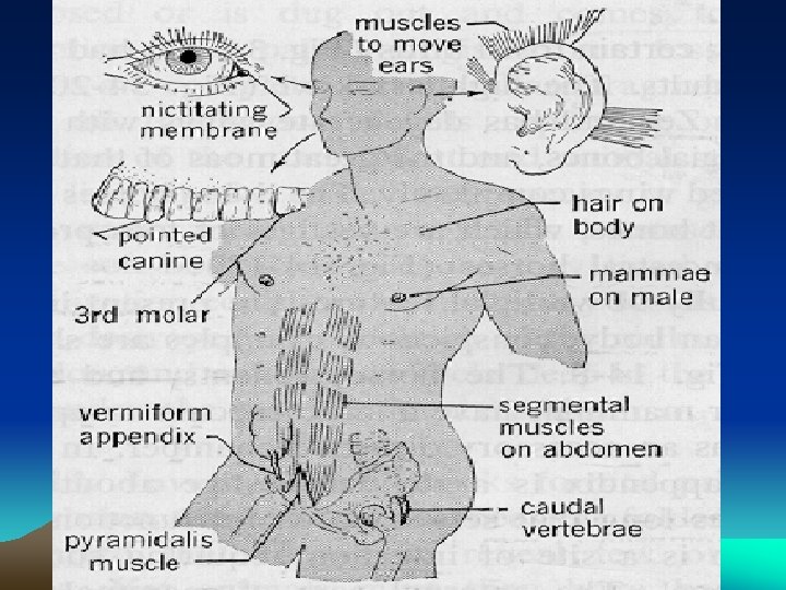 Human Vestigial Structures 
