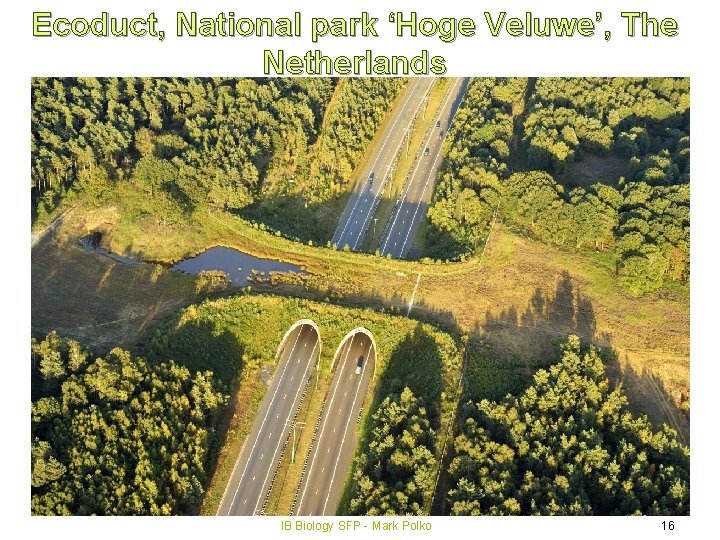 Ecoduct, National park ‘Hoge Veluwe’, The Netherlands IB Biology SFP - Mark Polko 16