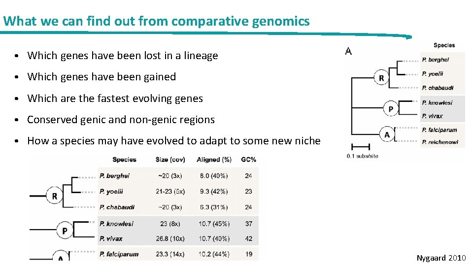 What we can find out from comparative genomics • Which genes have been lost