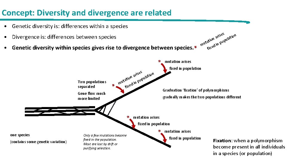 Concept: Diversity and divergence are related • Genetic diversity is: differences within a species