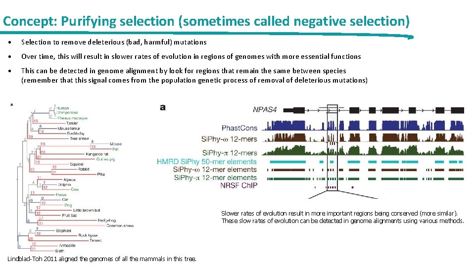 Concept: Purifying selection (sometimes called negative selection) • Selection to remove deleterious (bad, harmful)