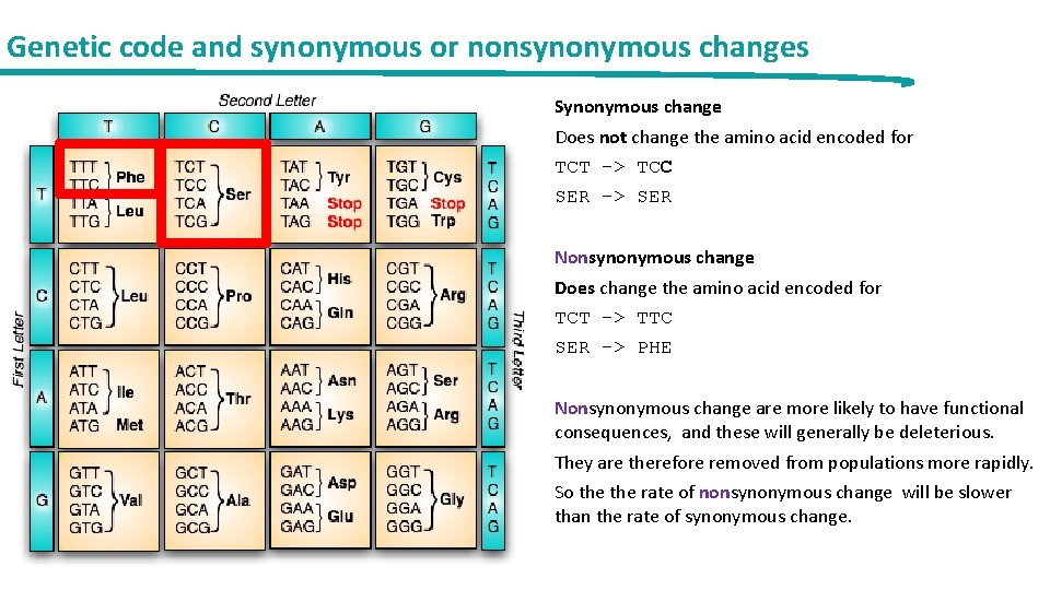 Genetic code and synonymous or nonsynonymous changes Synonymous change Does not change the amino