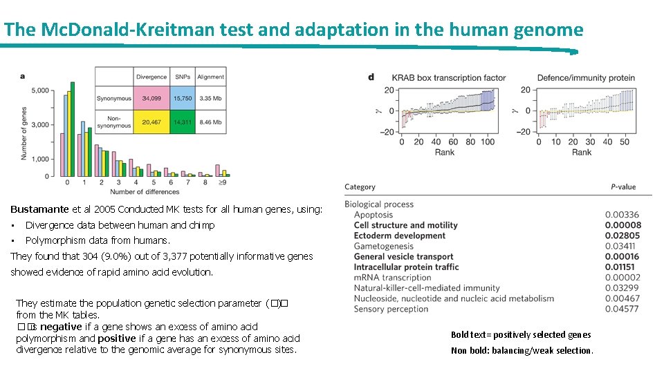 The Mc. Donald-Kreitman test and adaptation in the human genome Bustamante et al 2005