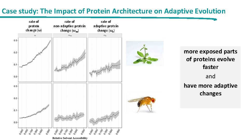 Case study: The Impact of Protein Architecture on Adaptive Evolution rate of protein change