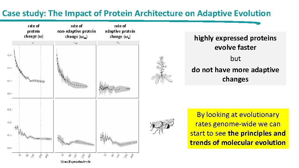Case study: The Impact of Protein Architecture on Adaptive Evolution rate of protein change