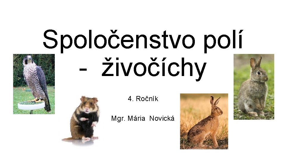 Spoločenstvo polí - živočíchy 4. Ročník Mgr. Mária Novická 