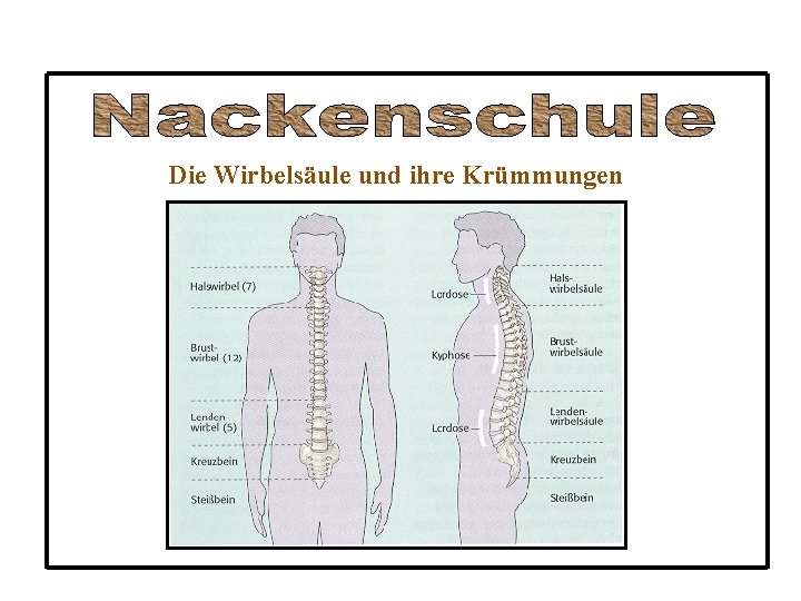 Die Wirbelsäule und ihre Krümmungen 