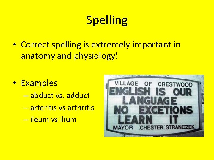 Spelling • Correct spelling is extremely important in anatomy and physiology! • Examples –