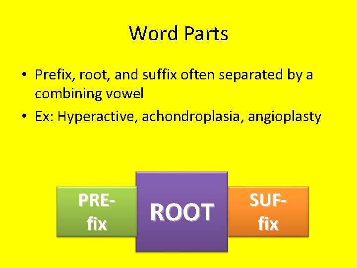 Word Parts • Prefix, root, and suffix often separated by a combining vowel •