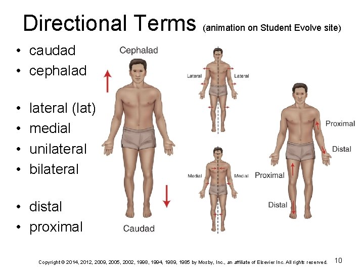 Directional Terms (animation on Student Evolve site) • caudad • cephalad • • lateral